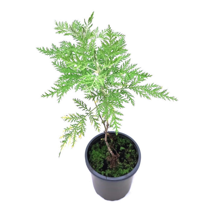 Artemisa ajenjo africano