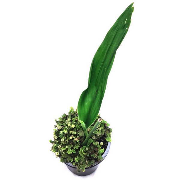 Aspidistra