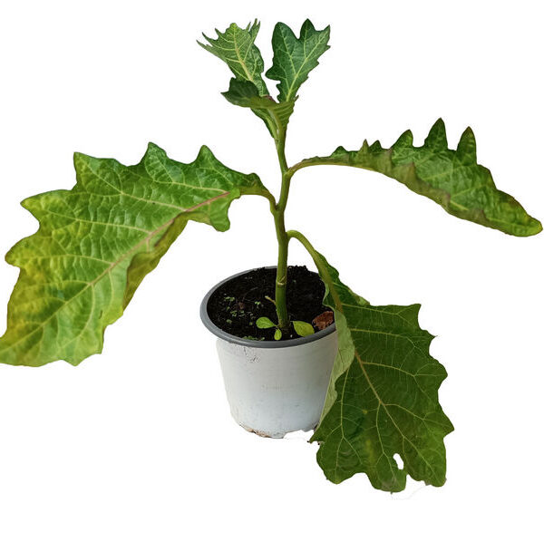 Berenjena africana