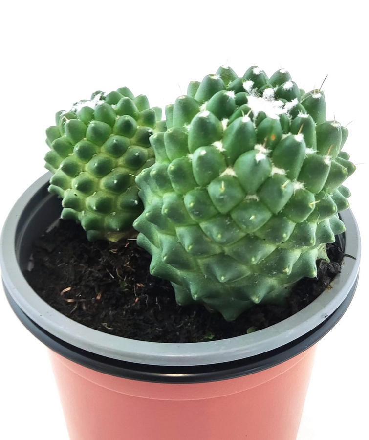 Mammillaria Polyhele
