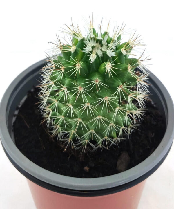 Mammillaria Matudae
