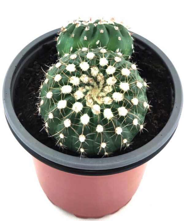 Notocactus Ubelmarianus Inermis