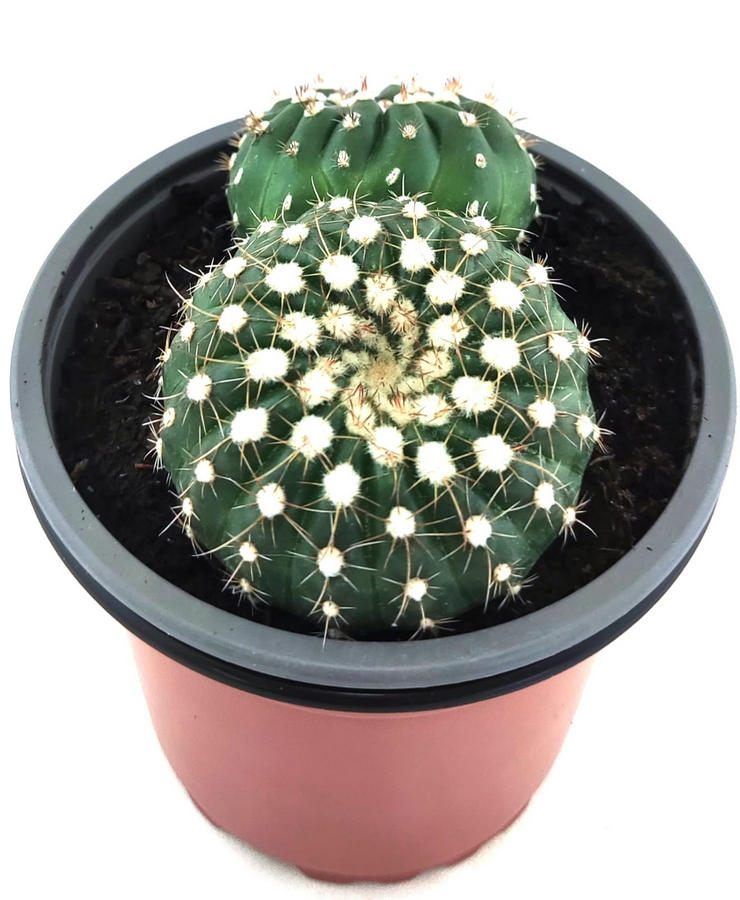 Notocactus Ubelmarianus Inermis