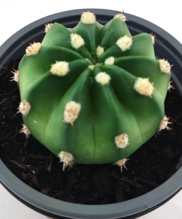 Echinopsis Subdesnudata