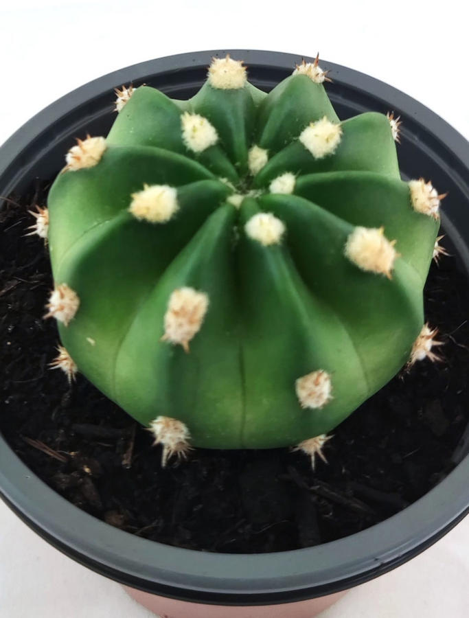 Echinopsis Subdesnudata