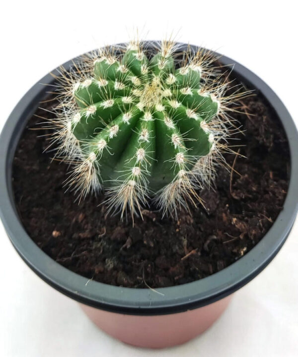 Parodia Magnifica