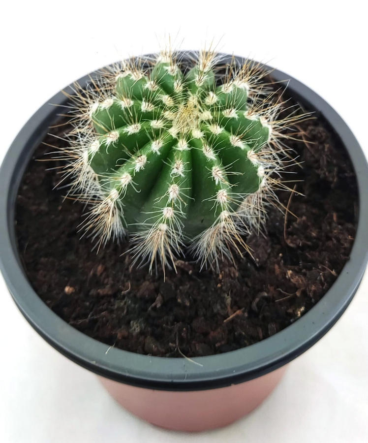 Parodia Magnifica