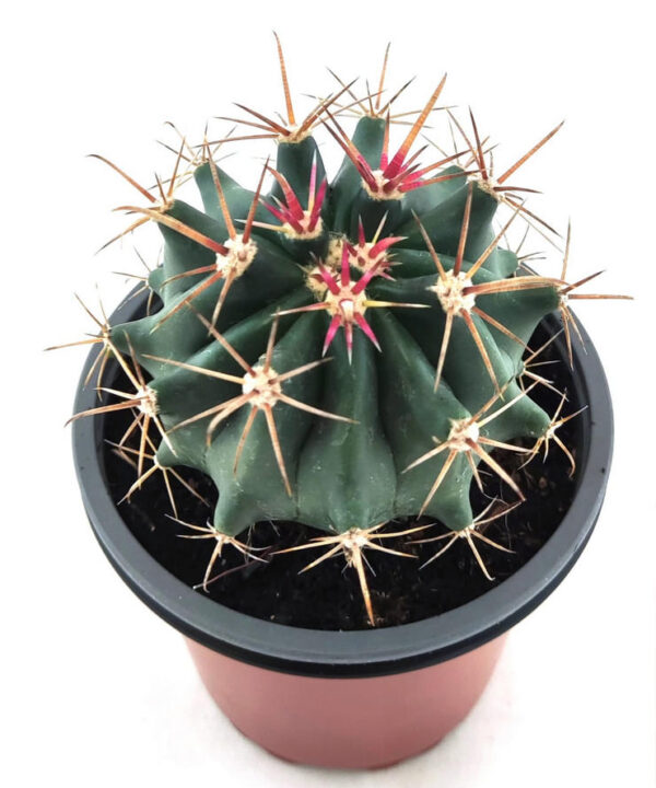 Ferocactus Emoryi