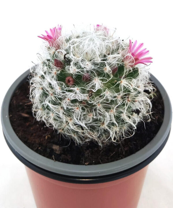 Mammillaria Bocasana