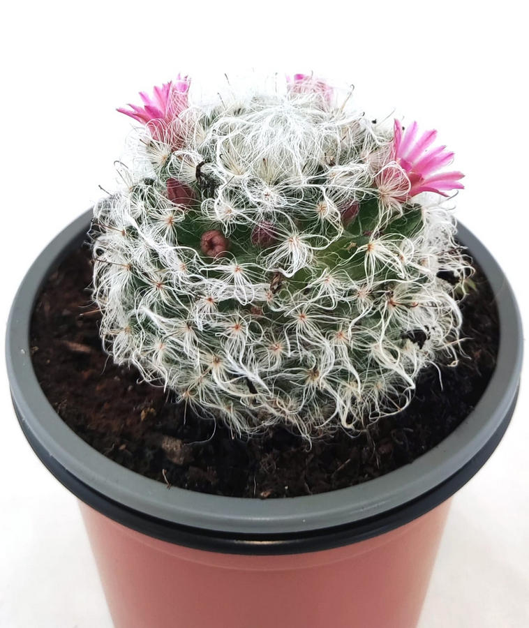 Mammillaria Bocasana