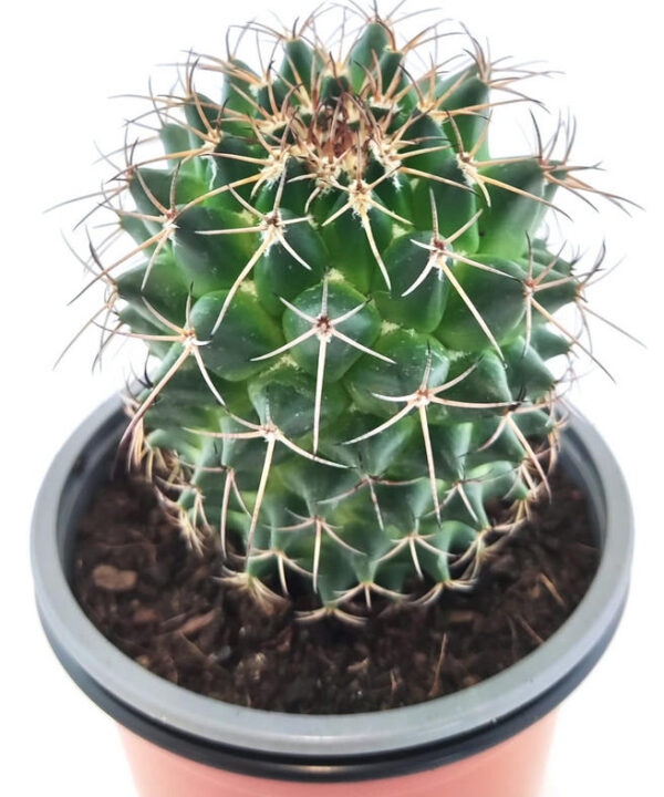 Mammillaria 2