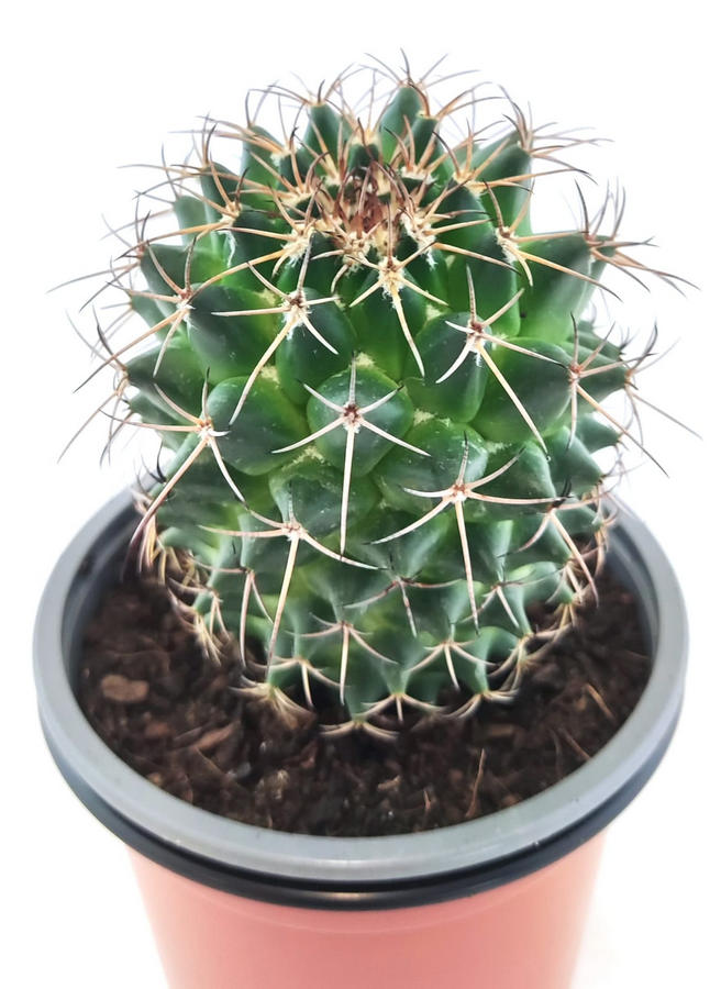 Mammillaria 2