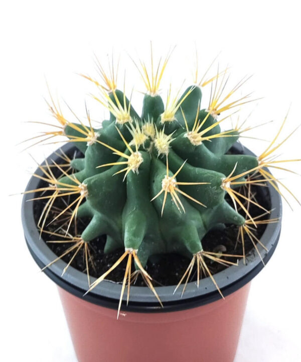 Ferocactus Echidne