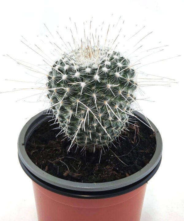 Mammillaria Albinata