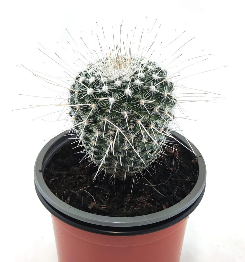 Mammillaria Albinata