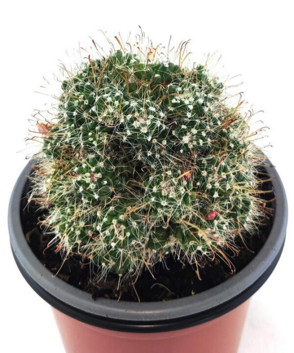 Mammillaria X Toumeya Papyracantha