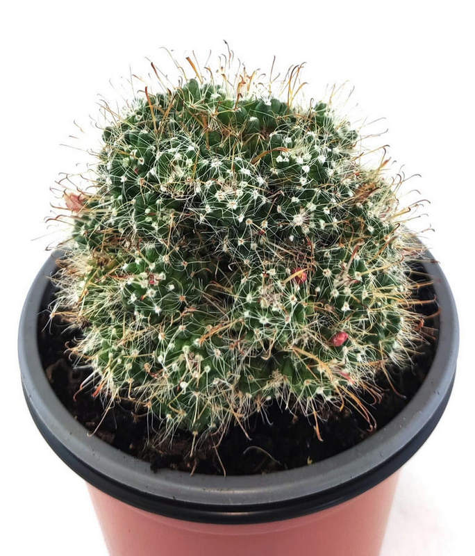 Mammillaria X Toumeya Papyracantha