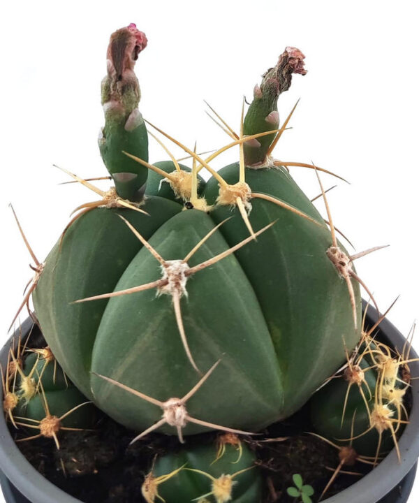 Astrophythum Capricorne