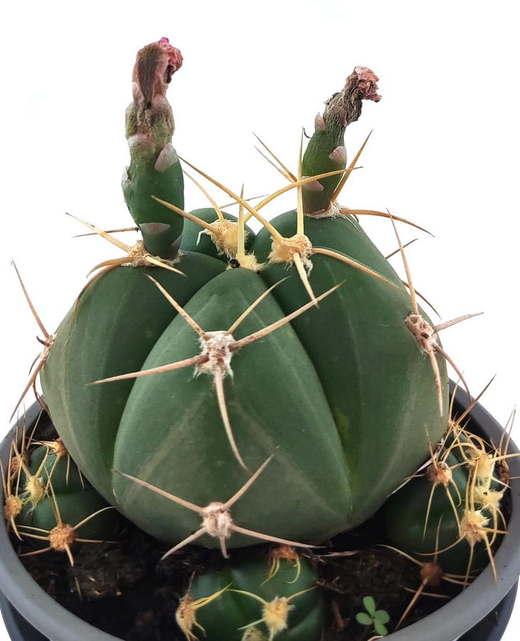 Astrophythum Capricorne