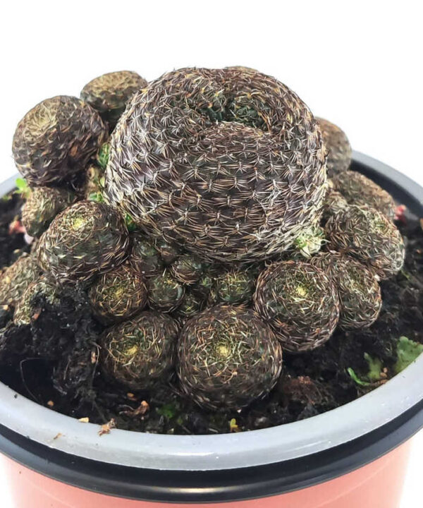 Rebutia Heliosa