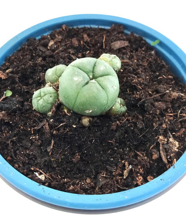 Peyote Madre