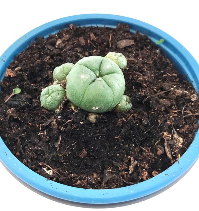 Peyote Madre