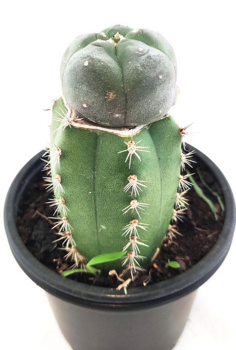 Injerto de Peyote con Sant Pedro