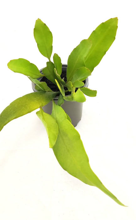 Cactus orquídea
