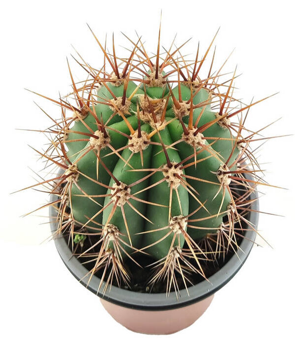 Parodia mamulosa
