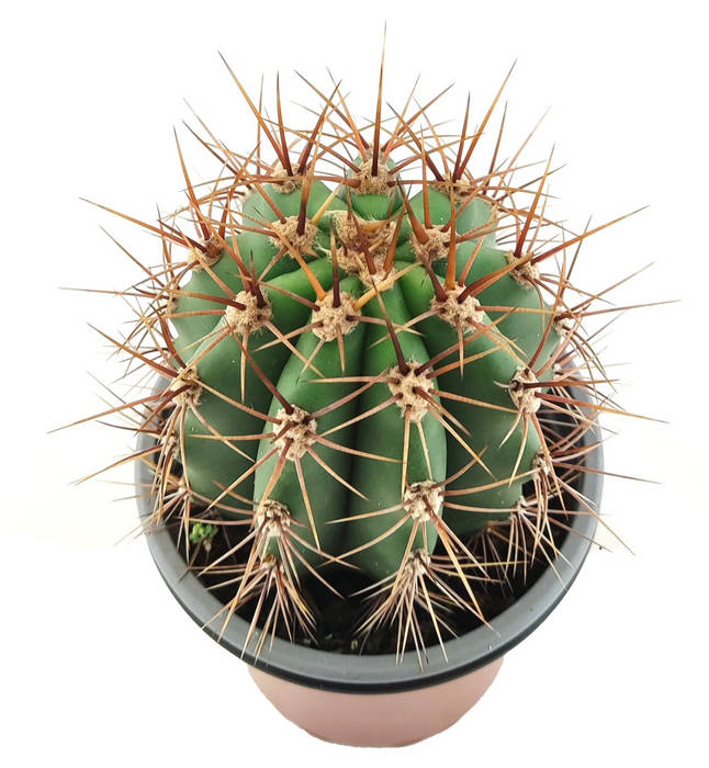 Parodia mamulosa