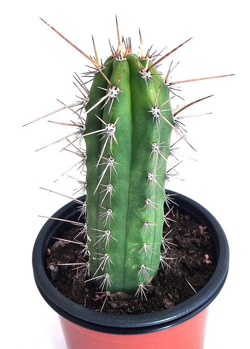 San Pedro con pinxo