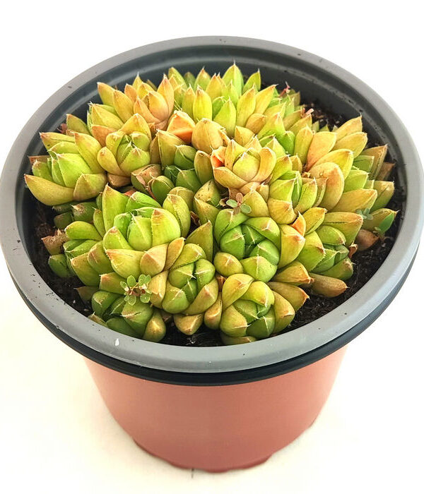 Haworthia Cymbiformis