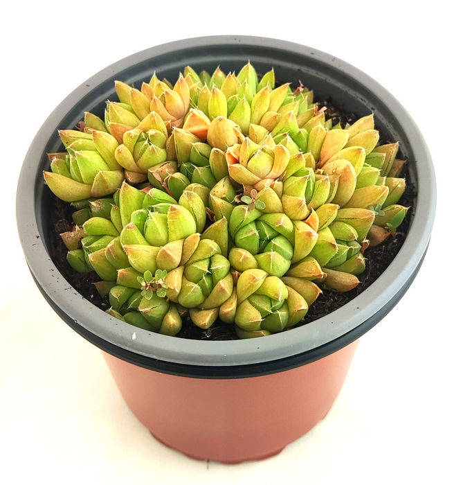 Haworthia Cymbiformis