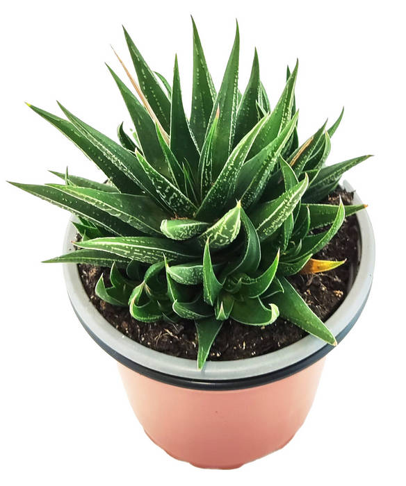 Haworthiopsis Attenuata