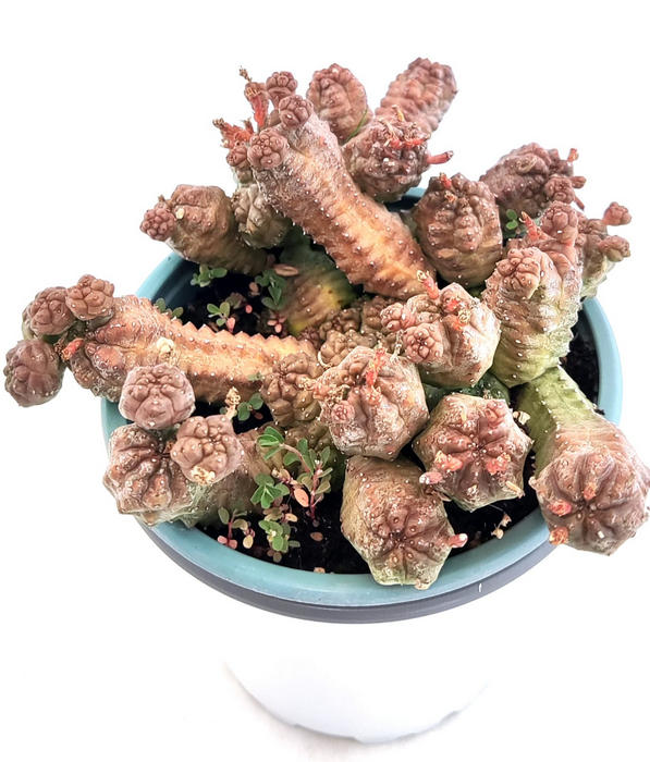 Euphorbia Pseudoglobosa