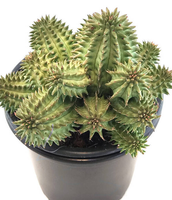 Euphorbia Susannae