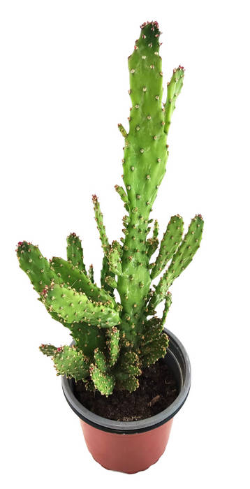 Opuntia monacantha monstruosa variegata