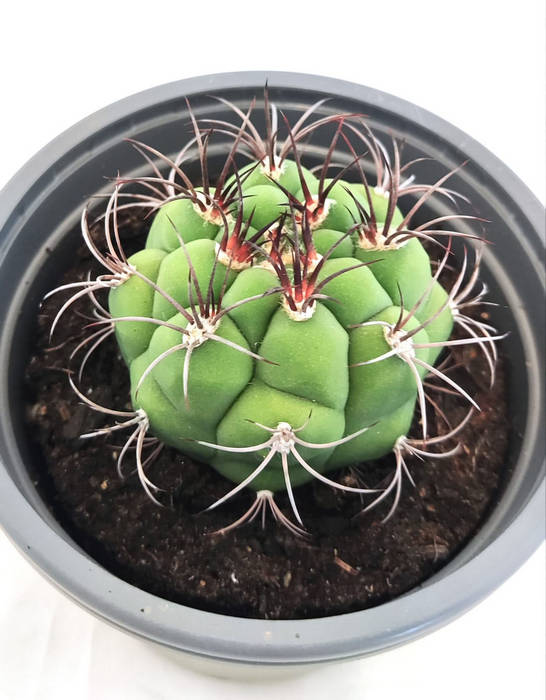 Gymnocalycium Pflanzic