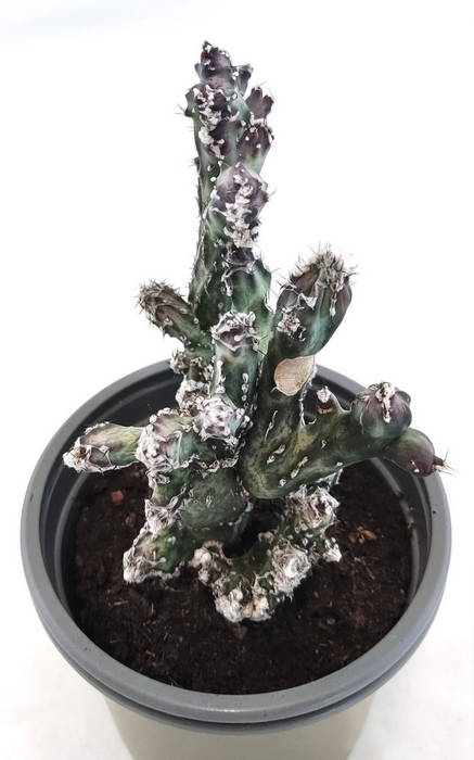 Monvilea Spegazinni Cristata