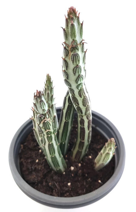 Stapelia