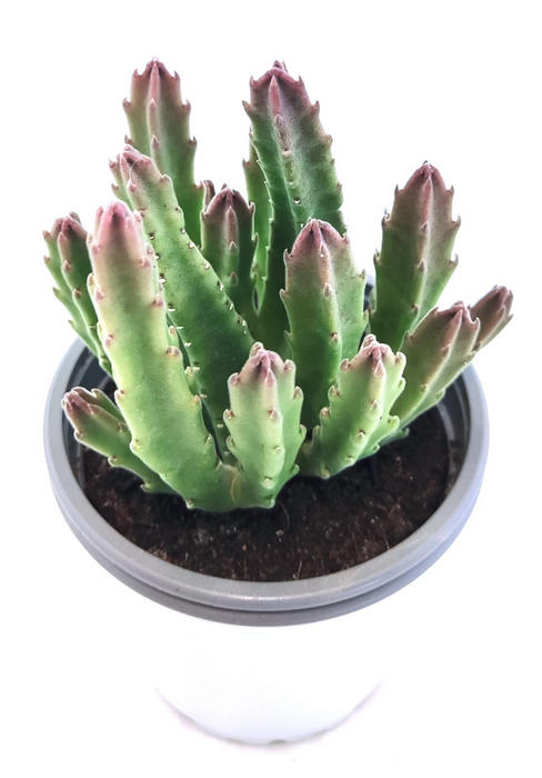 Stapelia Gigantea