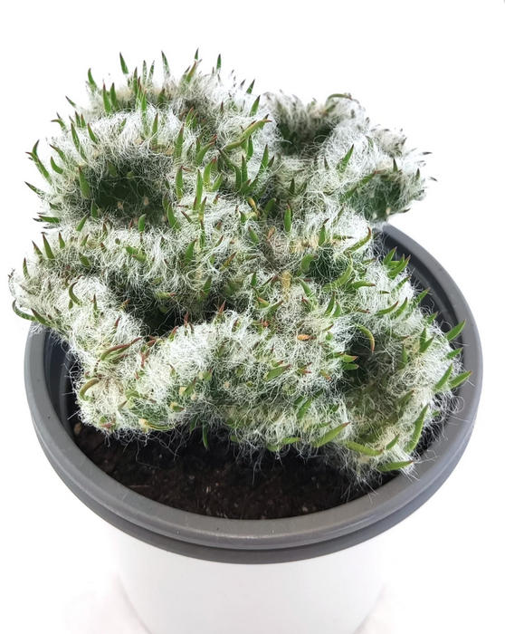 Opuntia Vestita Cristaat