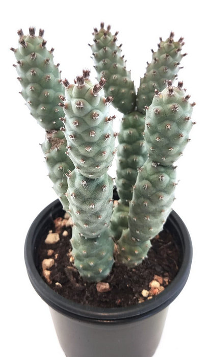Tephorocactus Strobiliformis