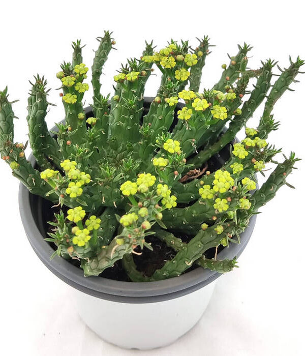 Euphorbia Punguiformis