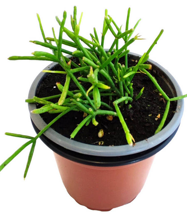 Cactus Muérdago