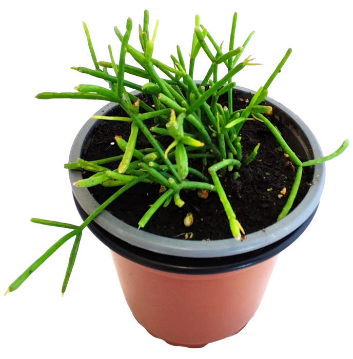 Cactus Muérdago