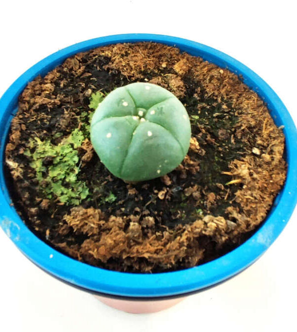 Peyote 3 años