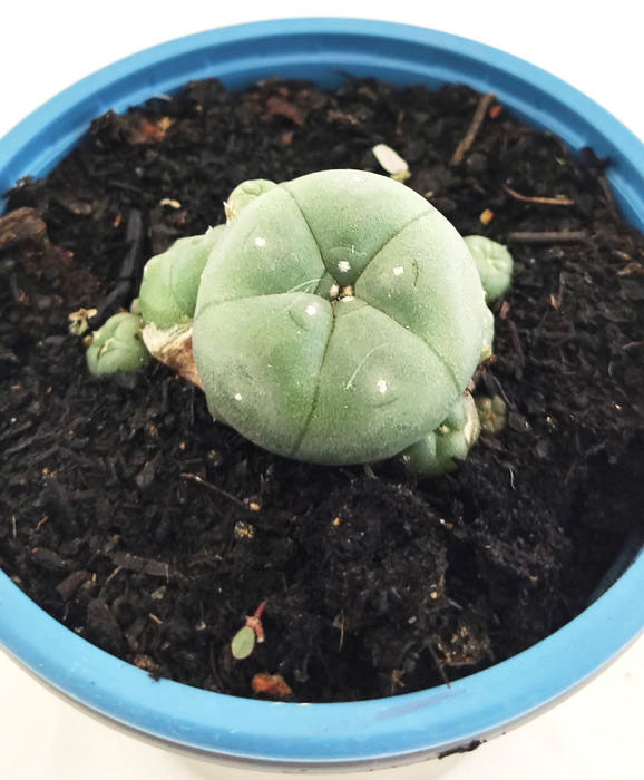 Peyote Madre 3 años