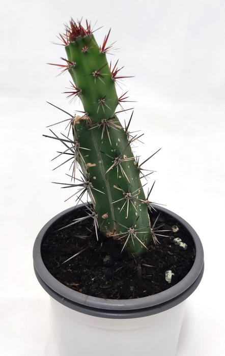 Cereus Jamacarus (Fruto Comestible)