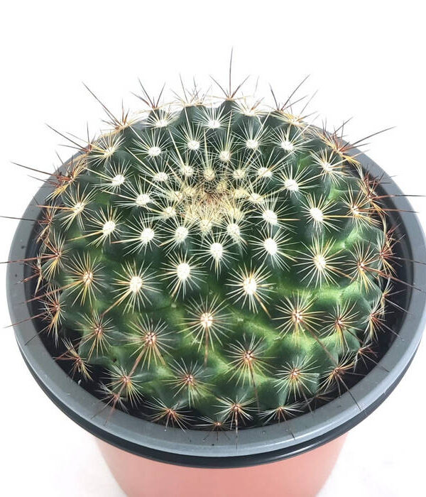 Mammillaria 1